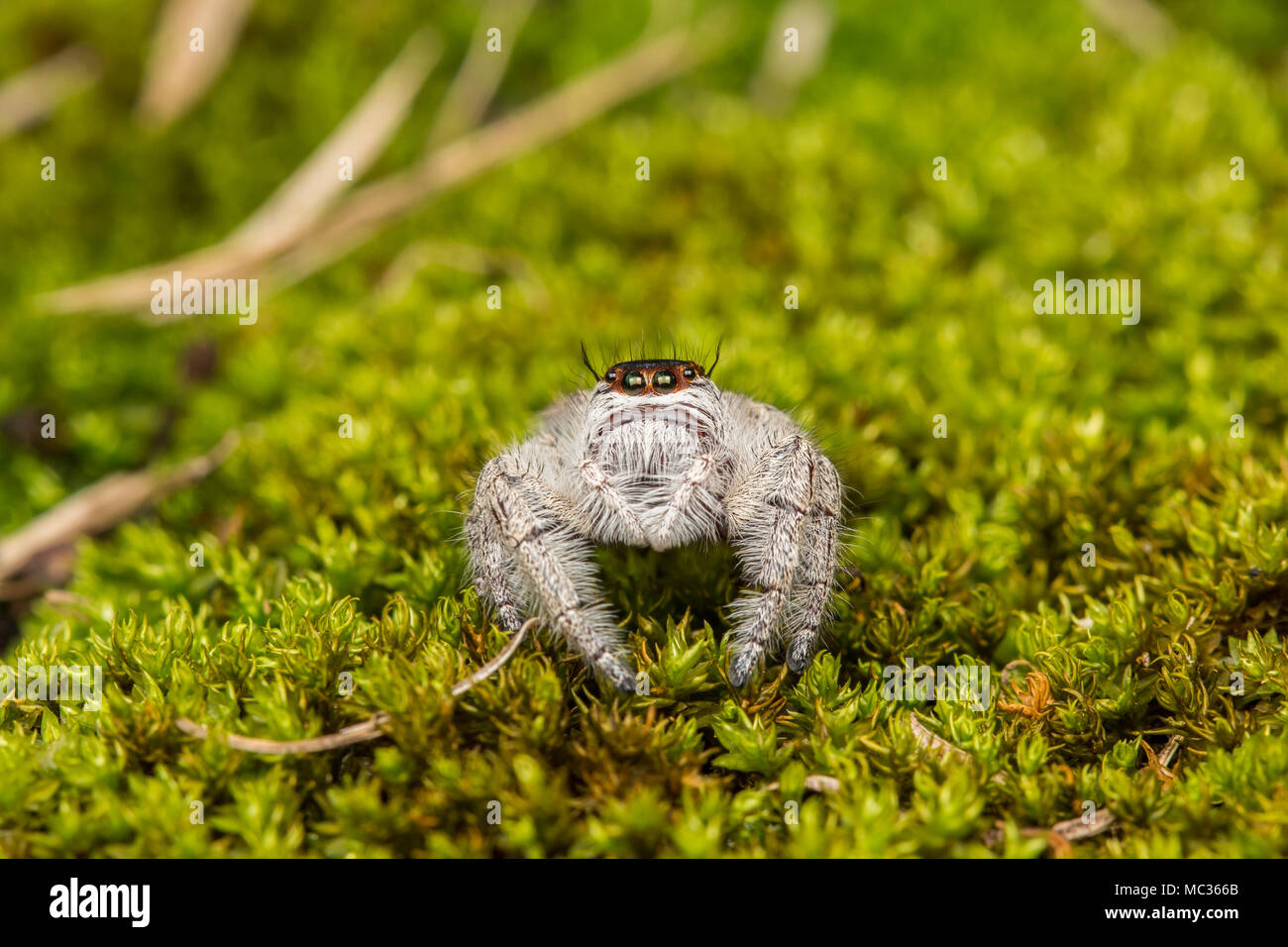 Close-up of Jumping Spider , Jumping Spider of Borneo , Jumping Spider , Beautiful Jumping Spider Stock Photo