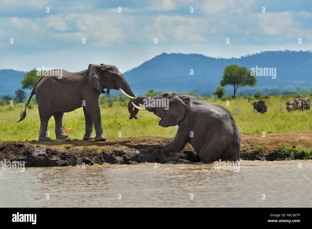 Elephants by waterpool Stock Photo