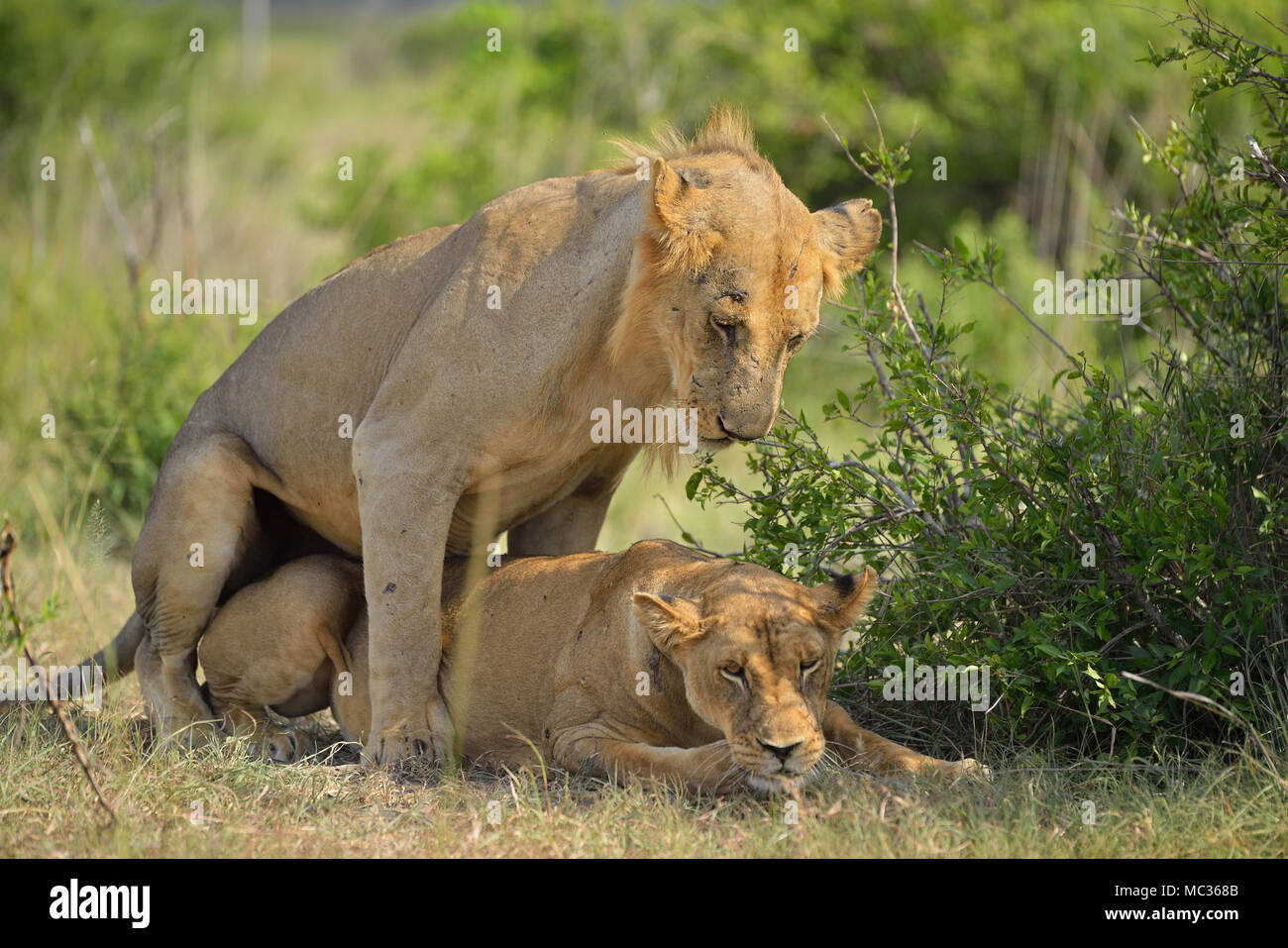 Couple of lions Stock Photo