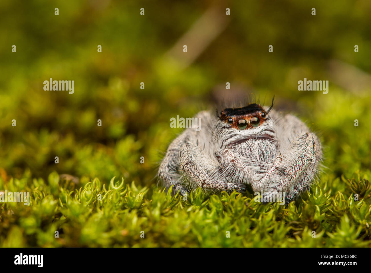 Close-up of Jumping Spider , Jumping Spider of Borneo , Jumping Spider , Beautiful Jumping Spider Stock Photo