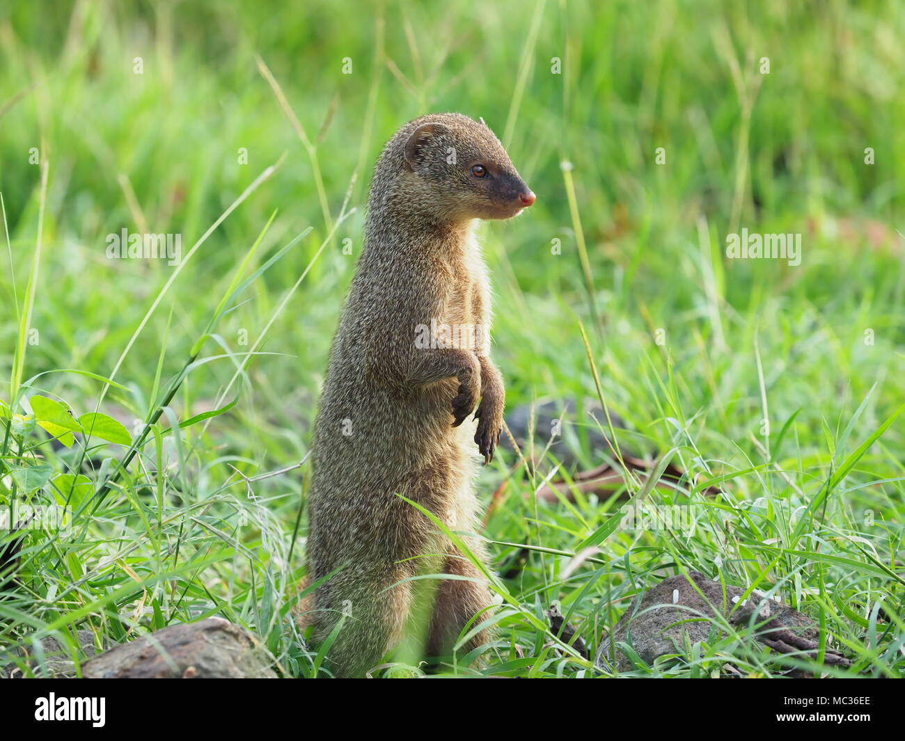 The Mongoose. Native to Southeast Asia, Java mongoose was introduced in the Lesser Antilles around 1870 to control the rat and snake population . Stock Photo