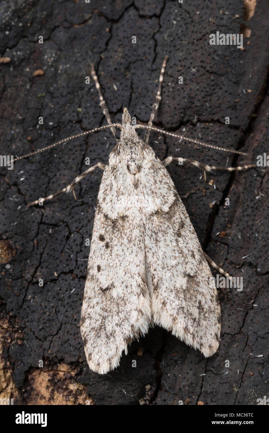 Buchenmotte, Buchen-Motte, Sängerin, Männchen, Diurnea fagella, Tinea fagella, March Dagger Moth, male, la Diurne du hêtre Stock Photo