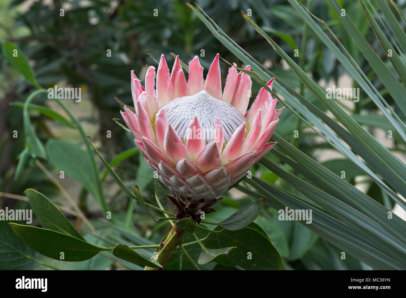 Protea cynaroides, The king protea flower inside the glasshouse at RHS Wisley gardens, Surrey, UK Stock Photo