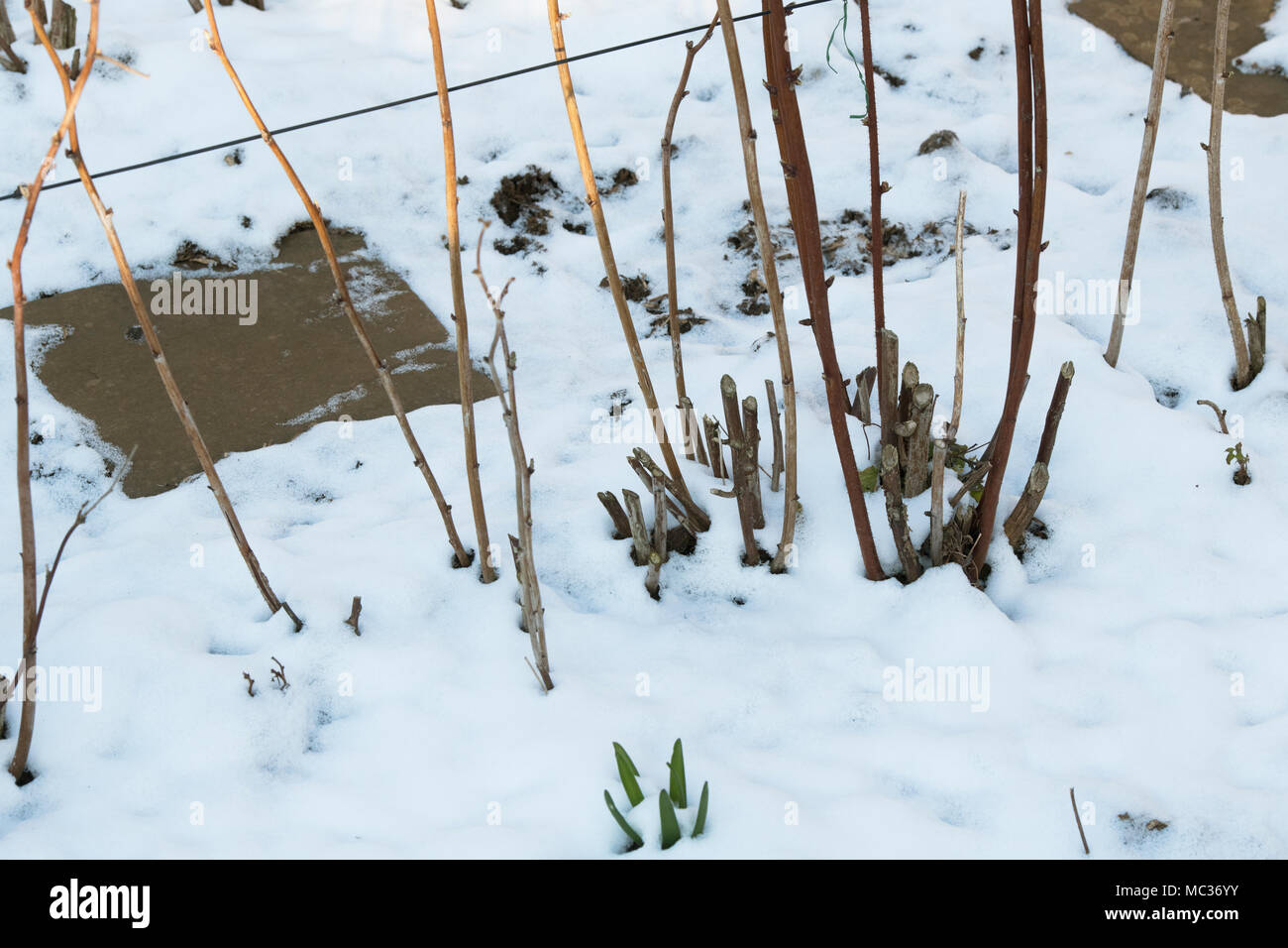 Red Raspberry Stems Winter Raspberry canes hi-res stock photography and images - Alamy