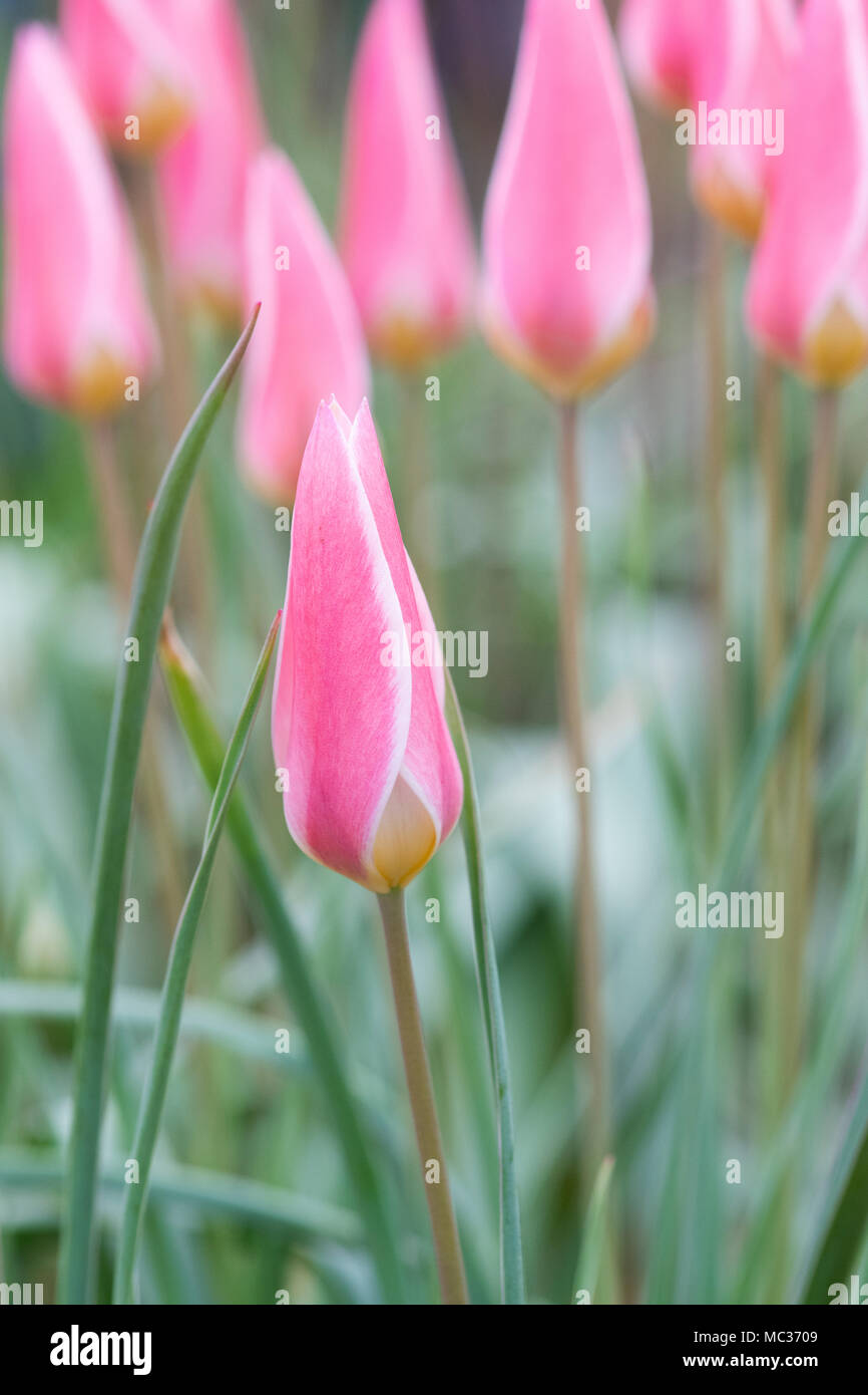 Tulip Clusiana 'Lady Jane' flowers Stock Photo