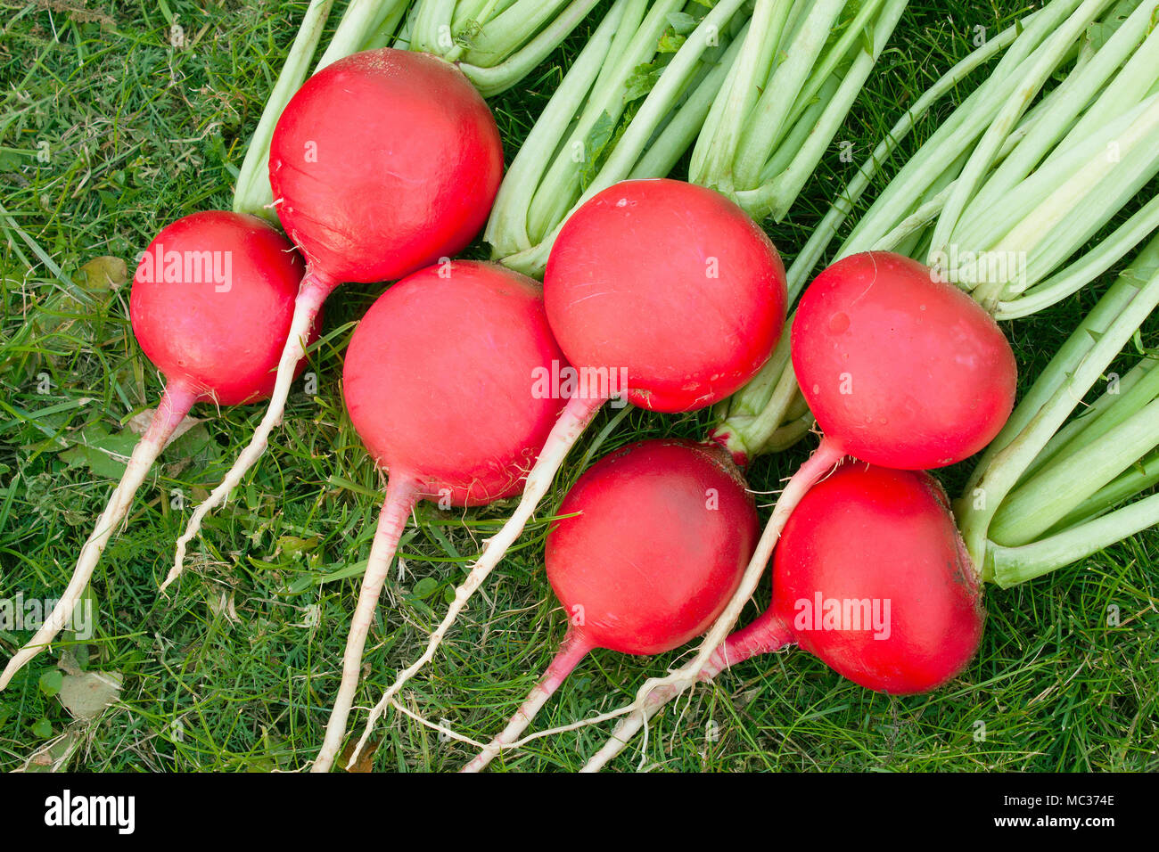 Red radish fully reaches maturity in October Stock Photo Alamy