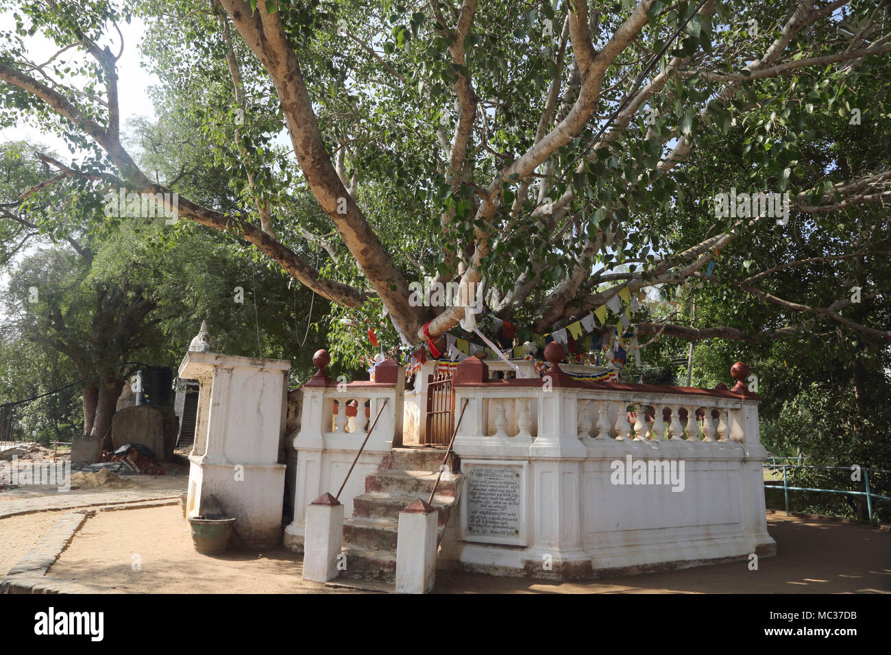 Sacred Bodhi Tree Sri Lanka High Resolution Stock Photography and ...
