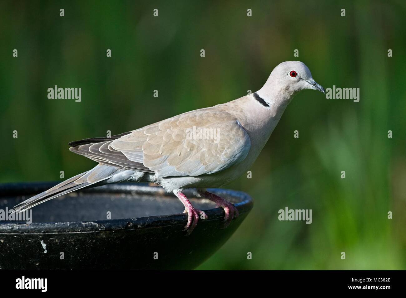 Uk Collared Dove High Resolution Stock Photography and Images Alamy