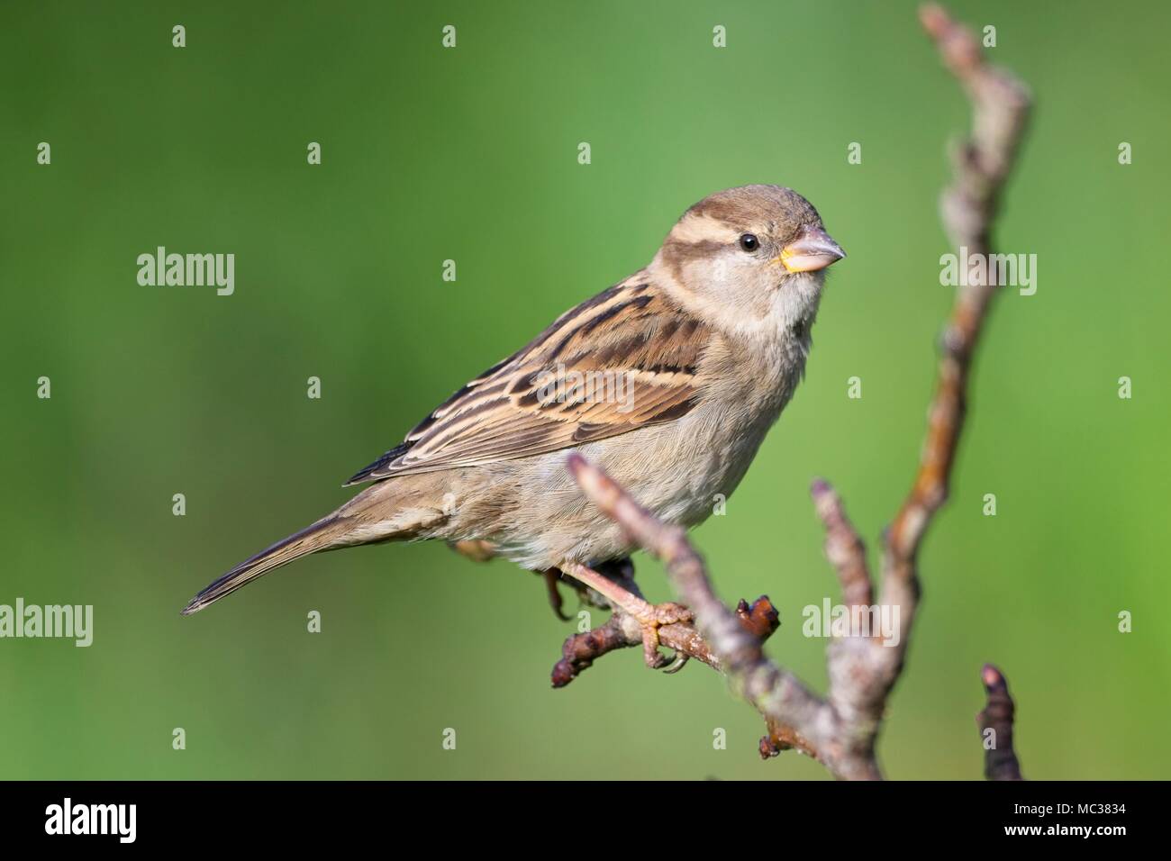 Female house sparrow uk hi-res stock photography and images - Alamy