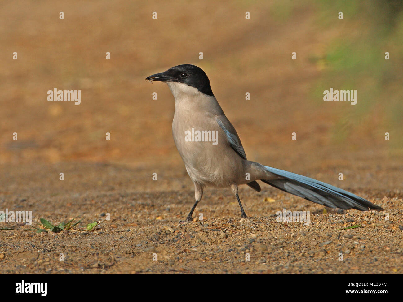 Asian Azure-winged Magpie (Cyanopica cyanus) adult on ground with fly in beak  Beijing, China   May Stock Photo
