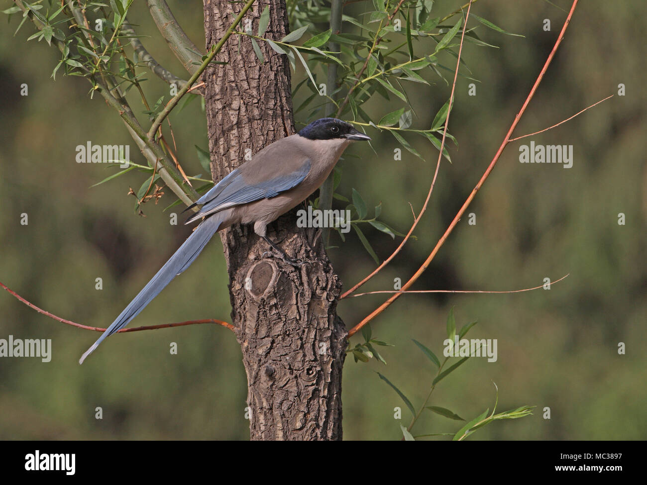Asian Azure-winged Magpie (Cyanopica cyanus) adult perched on tree trunk  Beijing, China   May Stock Photo