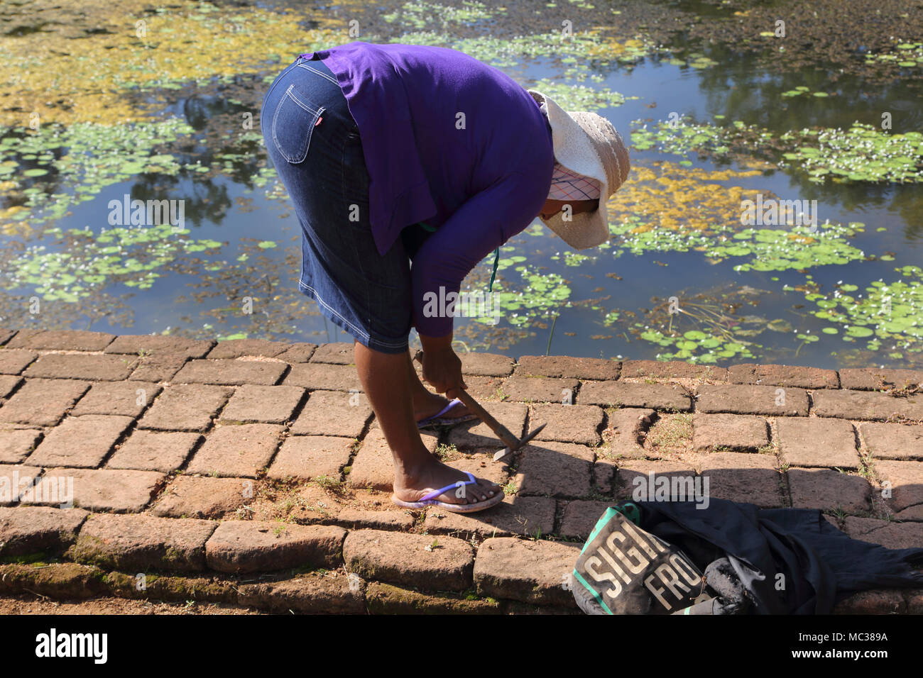 Sigiriya North Central Province Sri Lanka Water Gardens Woman Worker Weeding Stock Photo