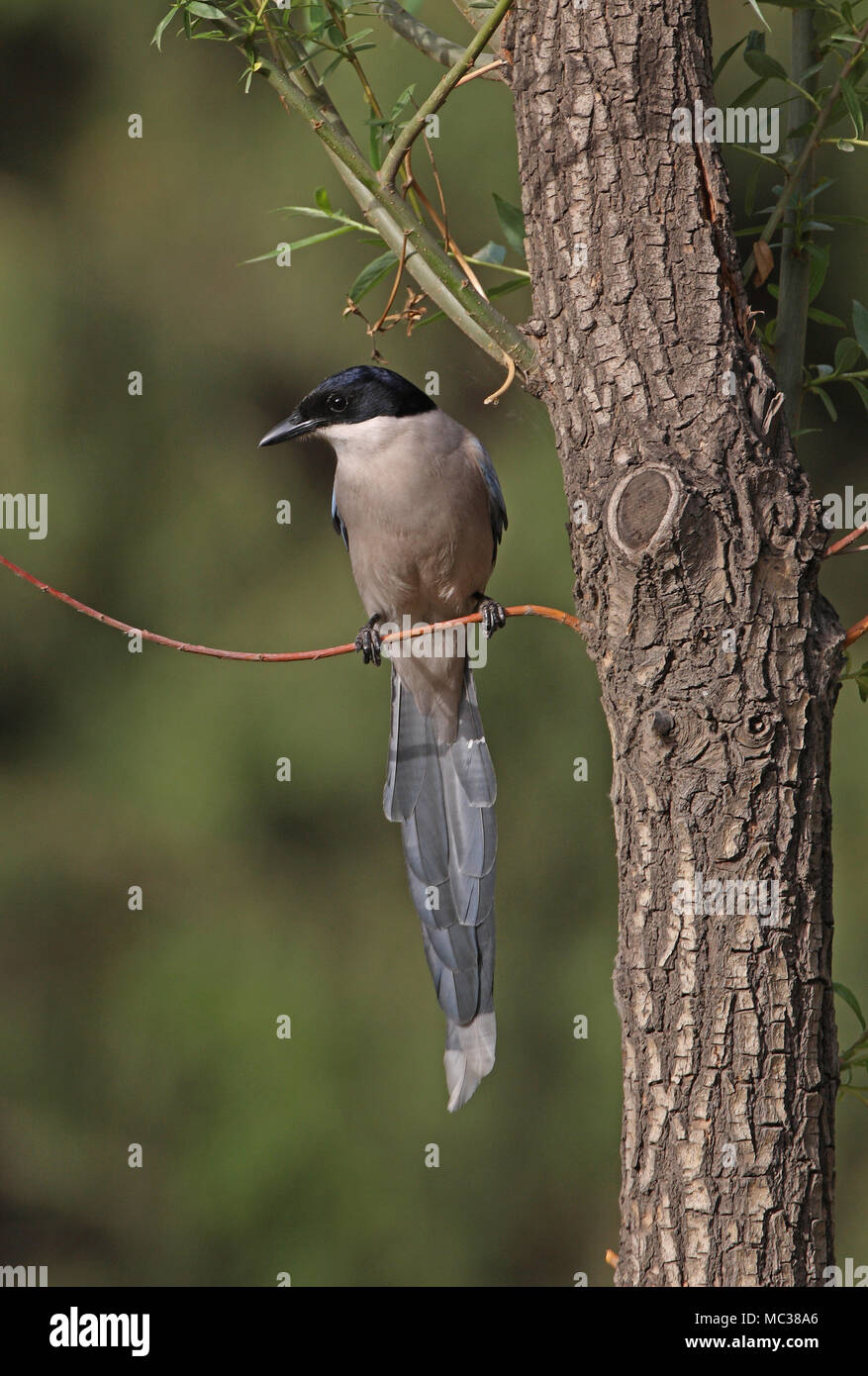 Asian Azure-winged Magpie (Cyanopica cyanus) adult perched on twig  Beijing, China   May Stock Photo