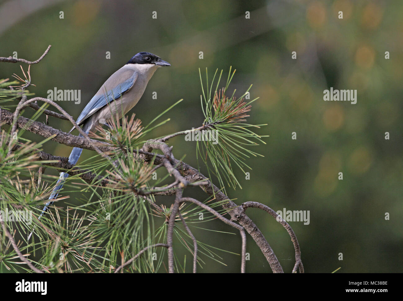 Asian Azure-winged Magpie (Cyanopica cyanus) adult perched in pine tree  Beijing, China   May Stock Photo