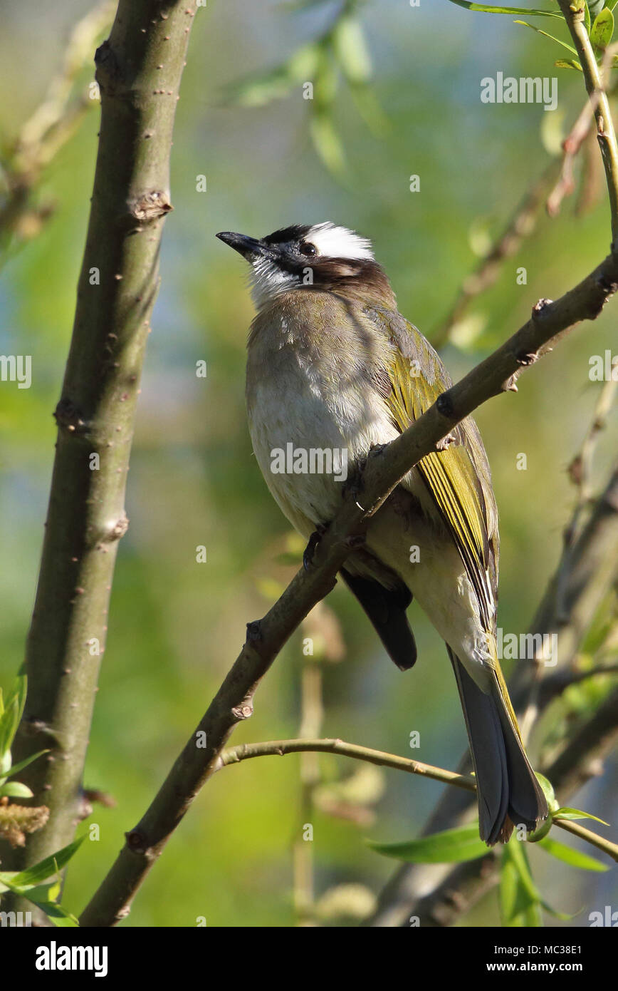 Chinese Bulbul (Pycnonotus sinensis sinensis) adult perched on branch  Beidaihe, Hebei, China   May Stock Photo