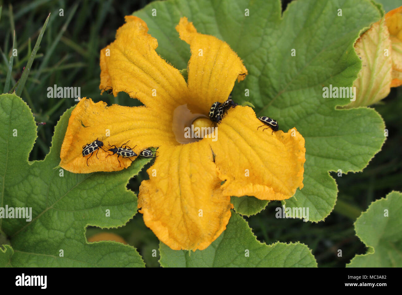 Astylus variegatus bugs on pumpkin flower Stock Photo