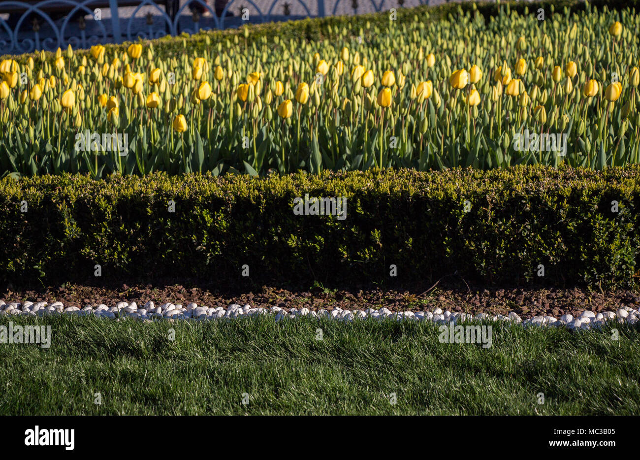 Yellow color Tulips Bloom in Spring in garden Stock Photo - Alamy