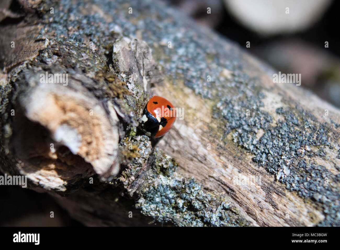 Blackdots hi-res stock photography and images - Alamy