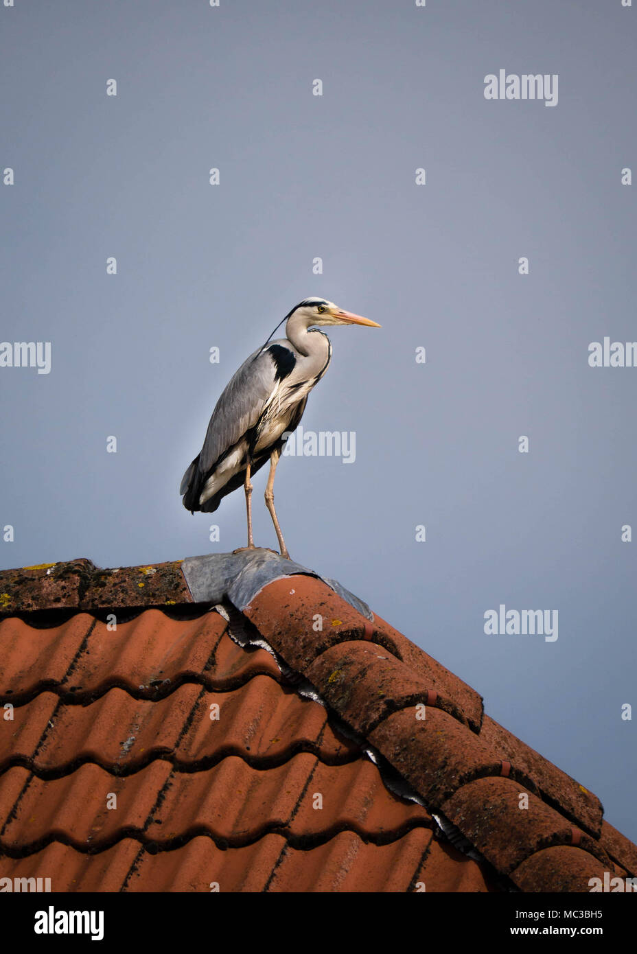 Grey heron standing on a red tiled roof overlooking the area Stock Photo