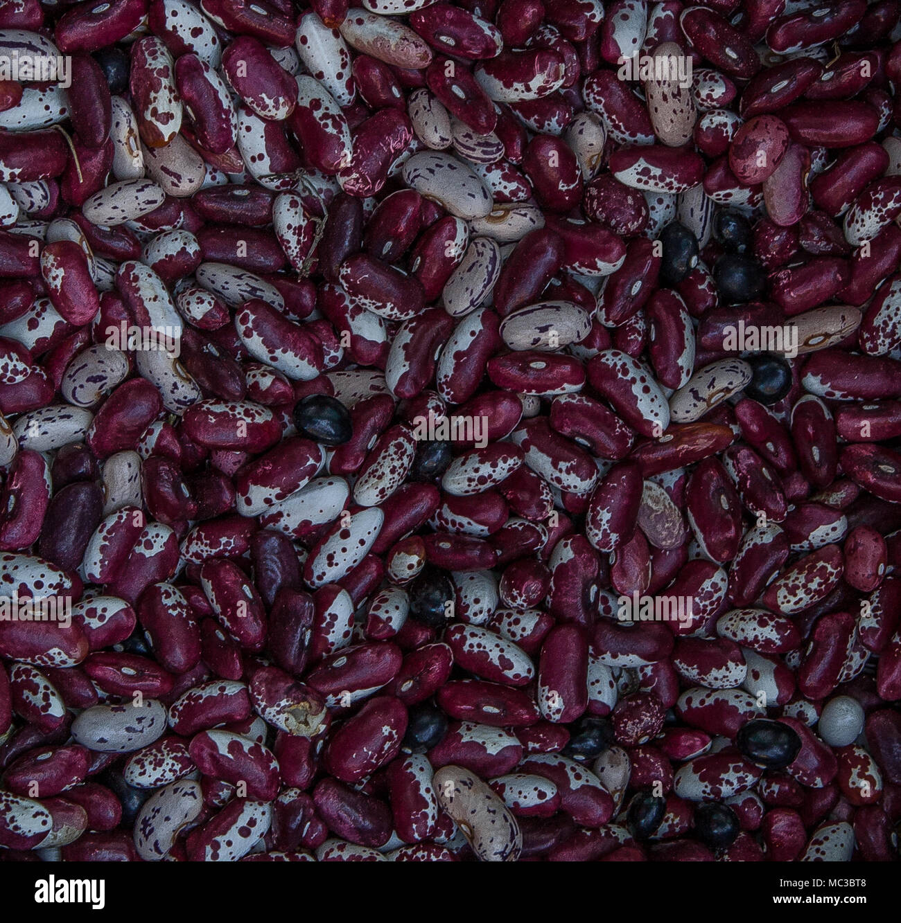 Purple dried beans. Can be used as a background. Stock Photo