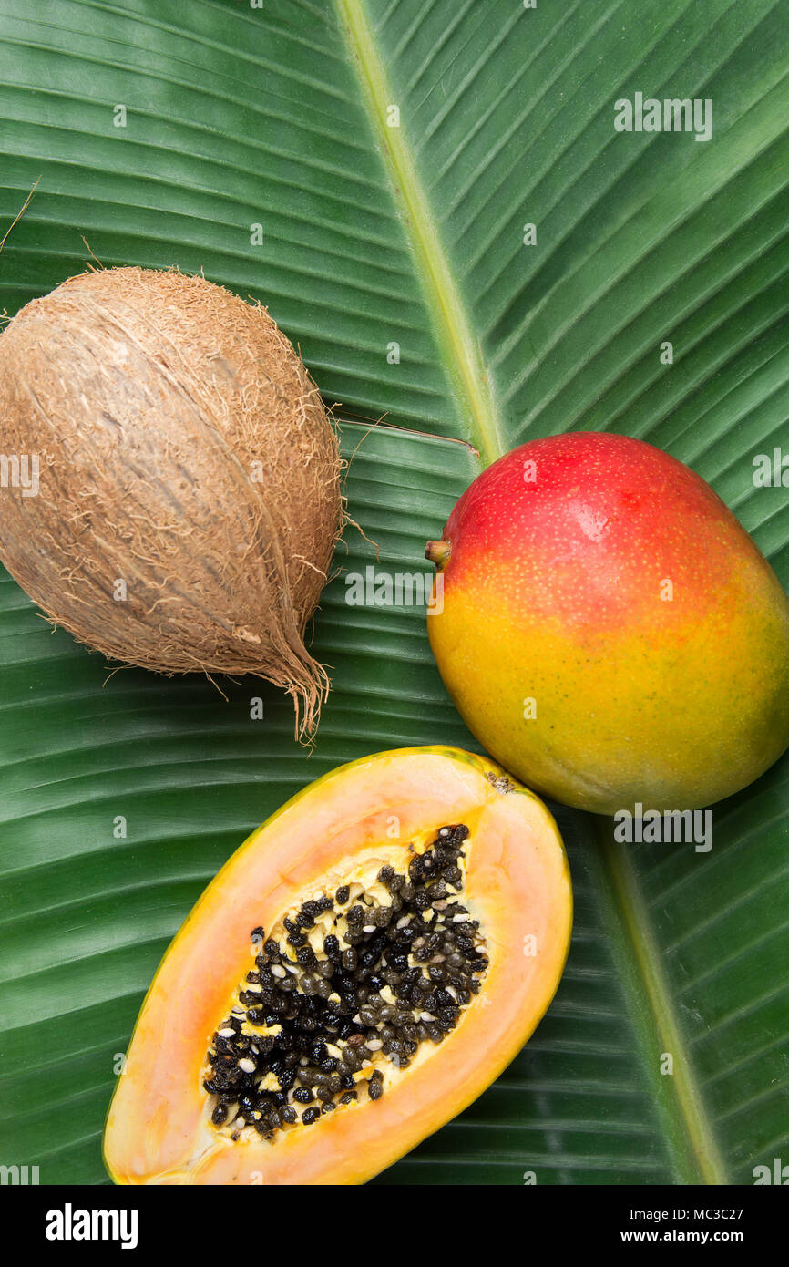 Tropical Nature Background Ripe Mango Papaya Coconut on Large Green Palm Leaf. Healthy Food Lifestyle Vitamins Summer Travel Vacation Concept. Poster  Stock Photo