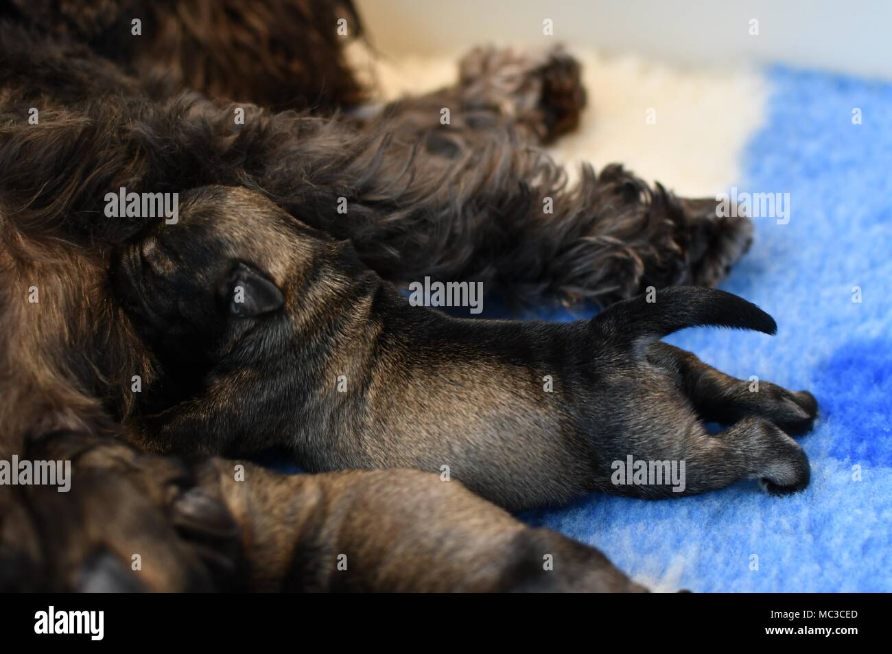 Miniature Schnauzer Puppies High Resolution Stock Photography And Images Alamy