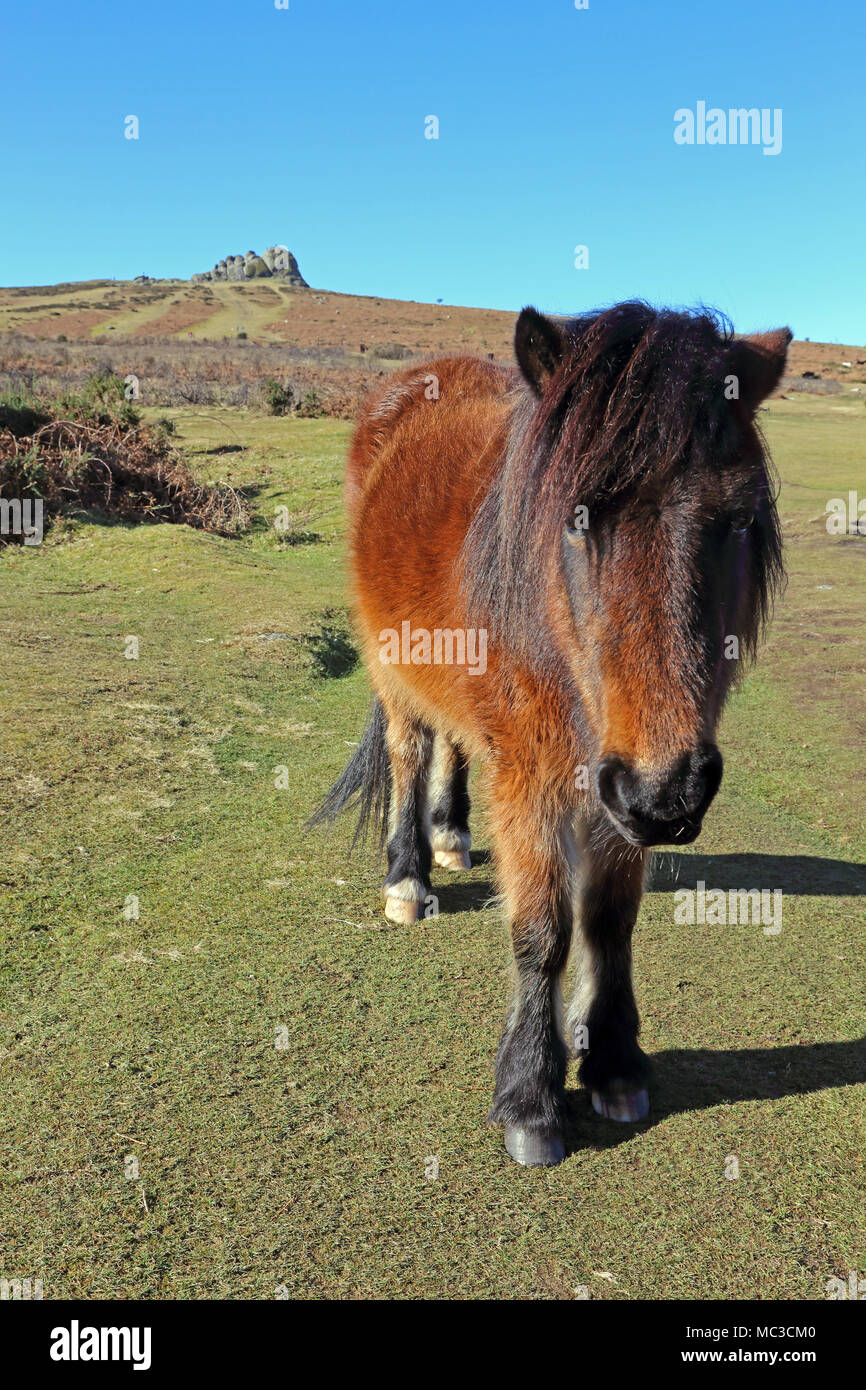 A Dartmoor pony stands in front of Haytor Rocks, Dartmoor National Park