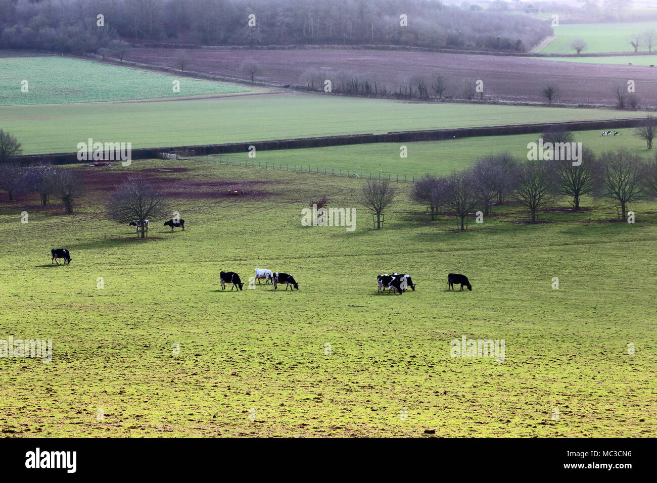 Cattle grazing on Killerton estate, a National Trust property in Devon, UK. Stock Photo