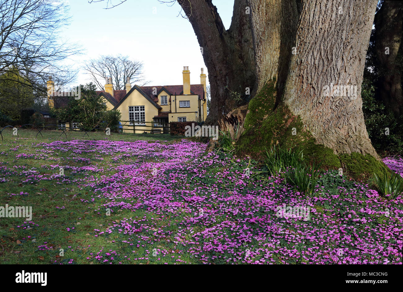 Pink spring flowers adorn the grounds of Killerton estate, Devon, UK. Stock Photo