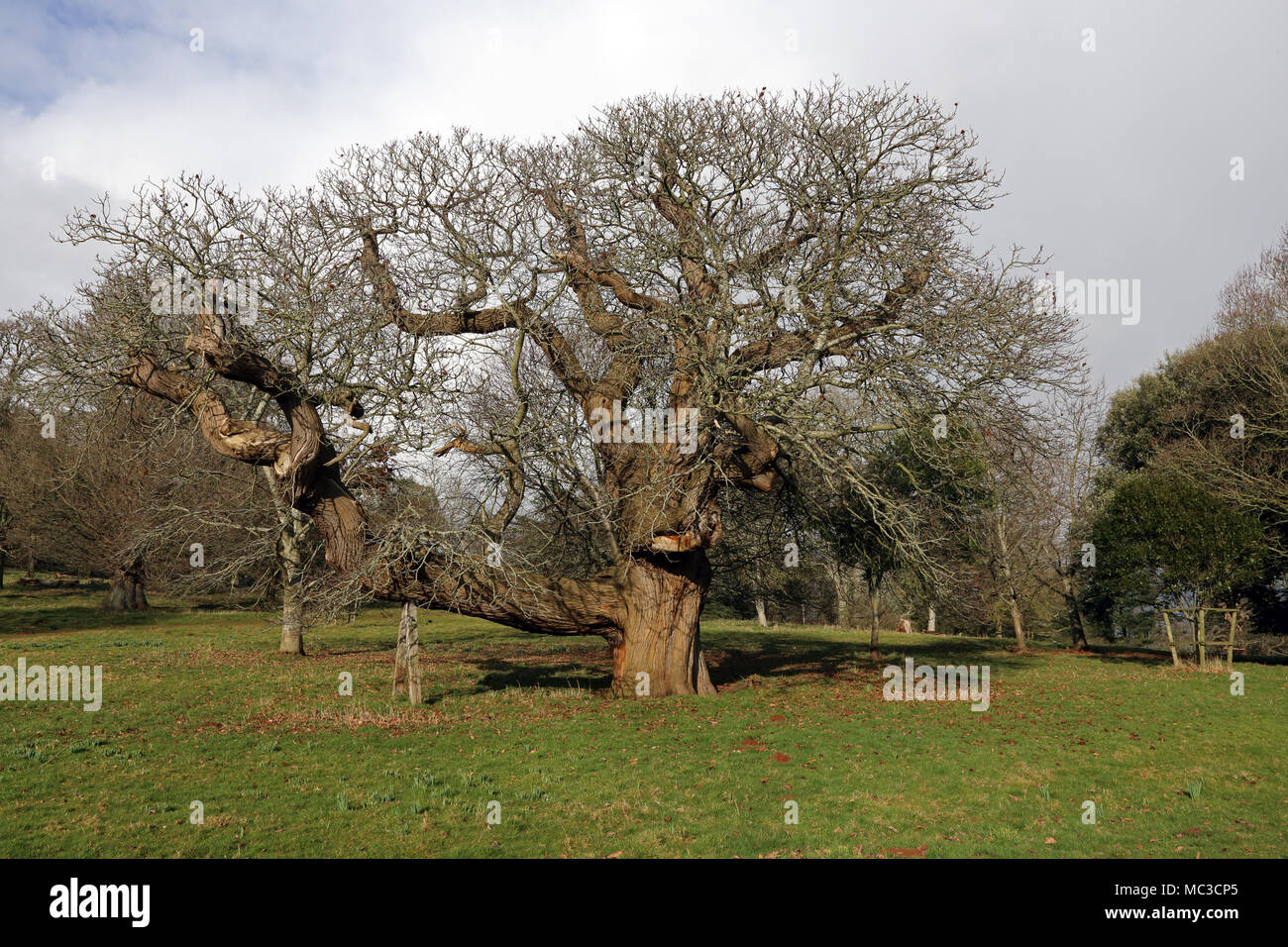 An ancient oak tree in the grounds of Killerton Estate, a National Trust property near Broadclyst, Devon, UK. Stock Photo