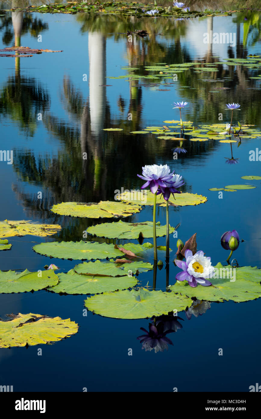 Pond plants water lilies hi-res stock photography and images - Alamy