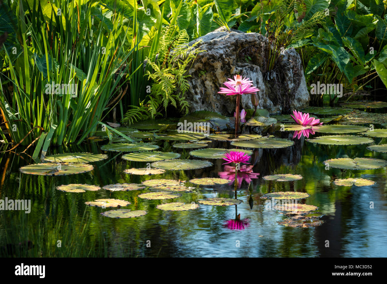 Nymphaeaceae - water lilies in pond at Naples Botanical Gardens, Naples, Florida, USA Stock Photo