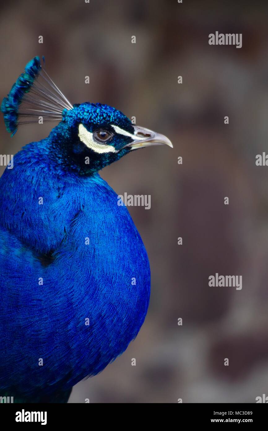 Stunning Showy Bird High Resolution Stock Photography and Images - Alamy