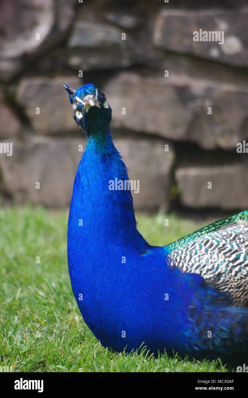 Stunning showy bird hi-res stock photography and images - Alamy