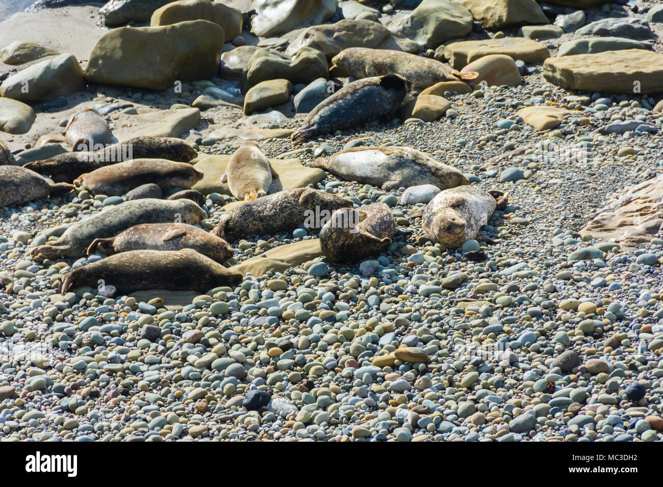 Seals resting on beach Stock Photo Alamy