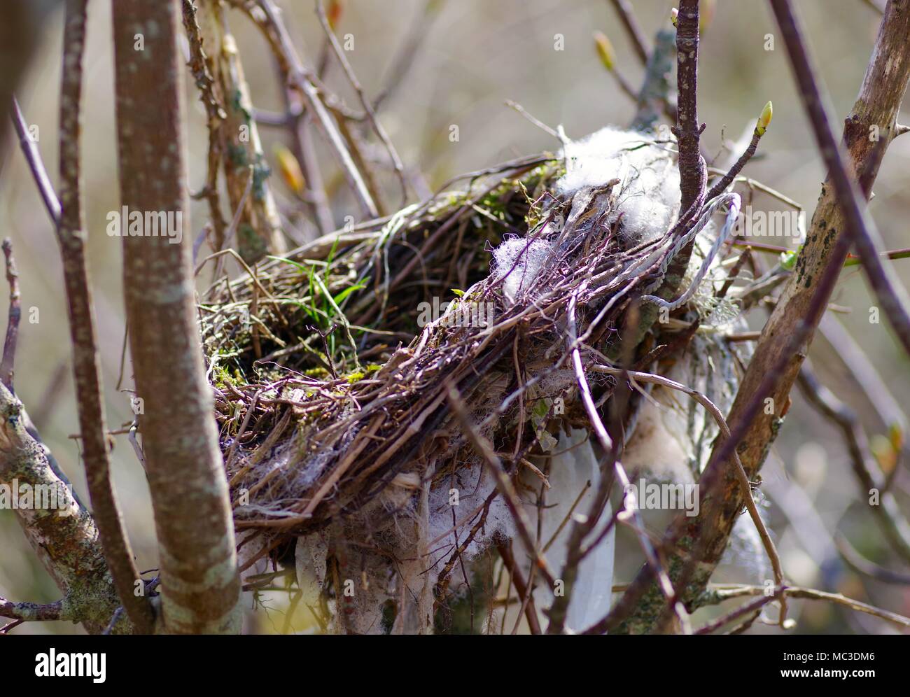 Cup Birds Nest in a Small Tree. Dawlish Warren National Nature Reserve