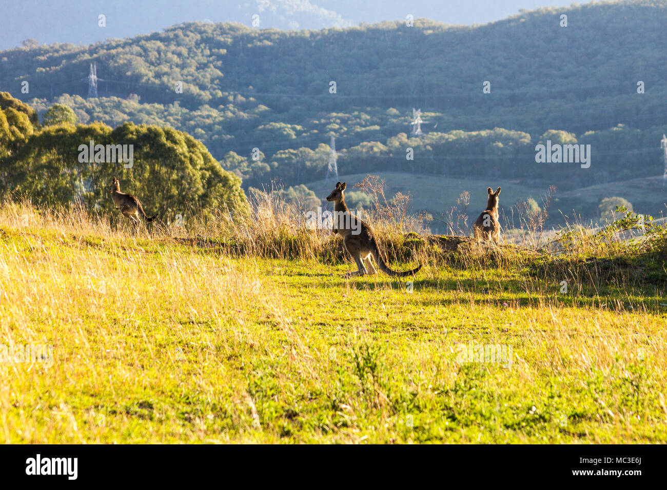 Kangaroos hopping on the edge of a mountain, lit by the sun with