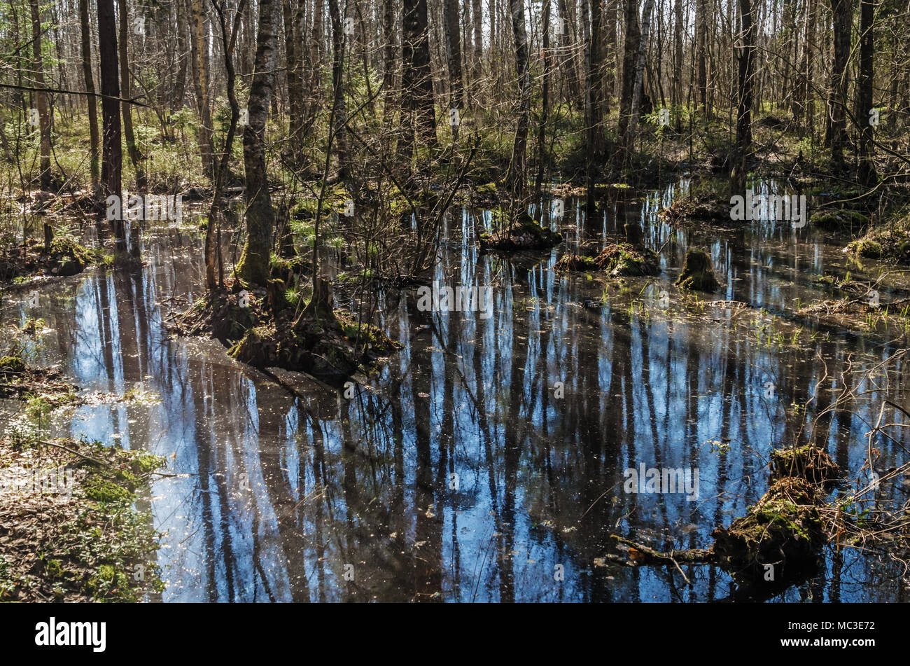 Spring forest.Spring forest landscape with water and trees.Sunbeams ...