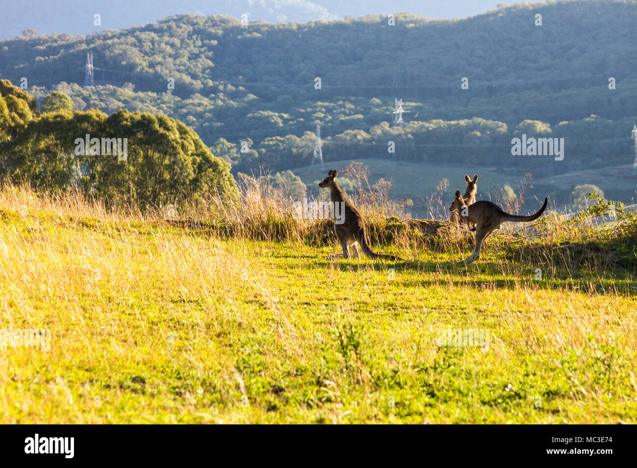 Kangaroos hopping on the edge of a mountain, lit by the sun with another mountain in the background Stock Photo