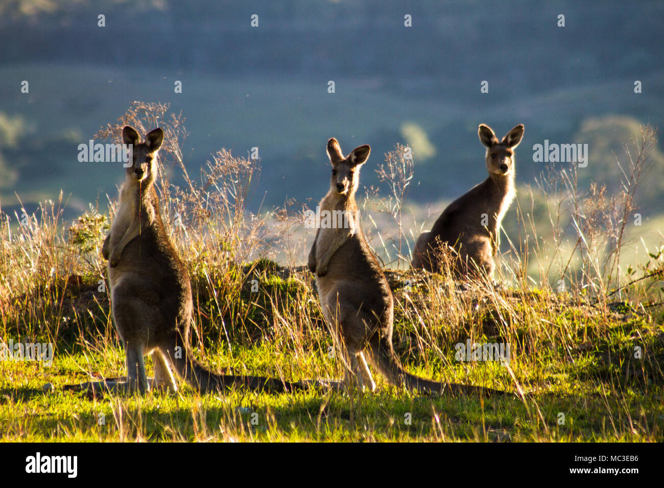 Three kangaroos standing on the edge of a mountain, backlit by the late aftenoon sun with another mountain in the background Stock Photo