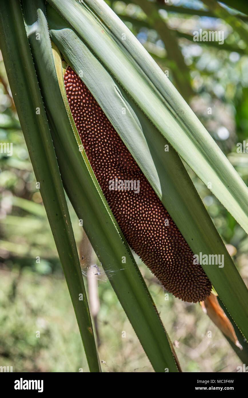 Pandanus palm fruit, Eastern Highlands Province, Papua New Guinea Stock Photo