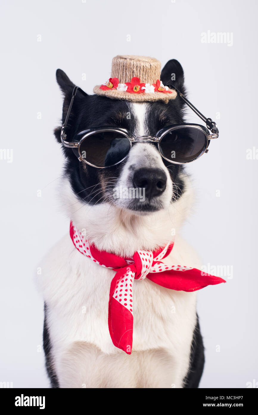 Mixed breed dog portrait on white background Stock Photo - Alamy