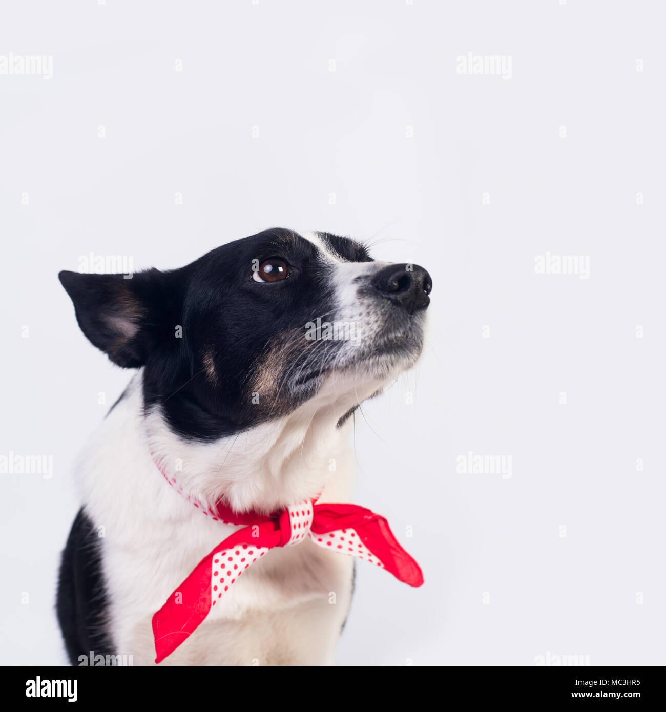 Mixed breed dog portrait on white background Stock Photo - Alamy