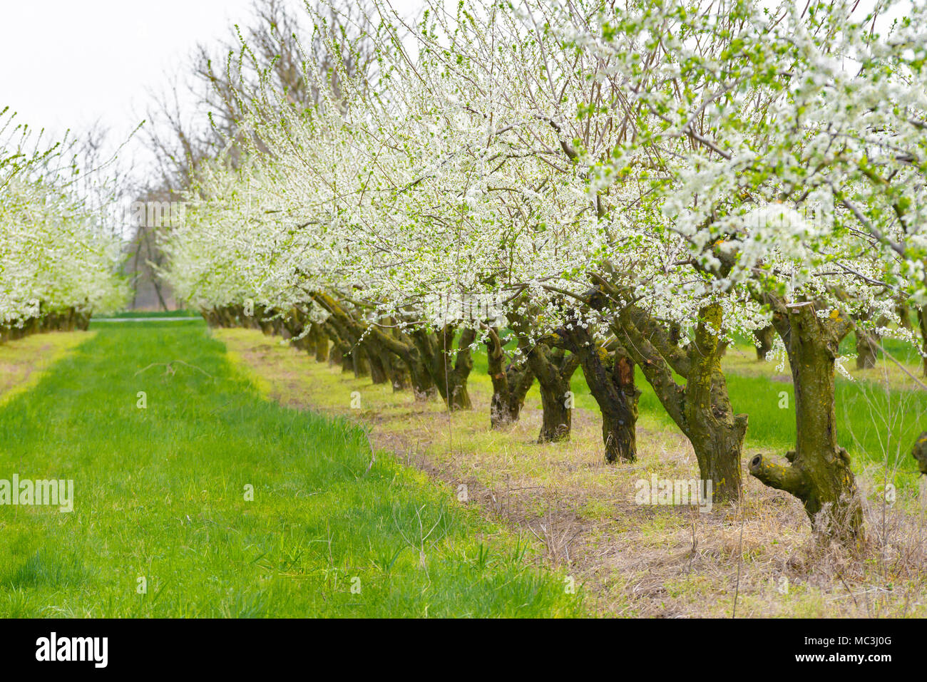 Ornamental garden with majestically blossoming large trees on a fresh green lawn. Stock Photo