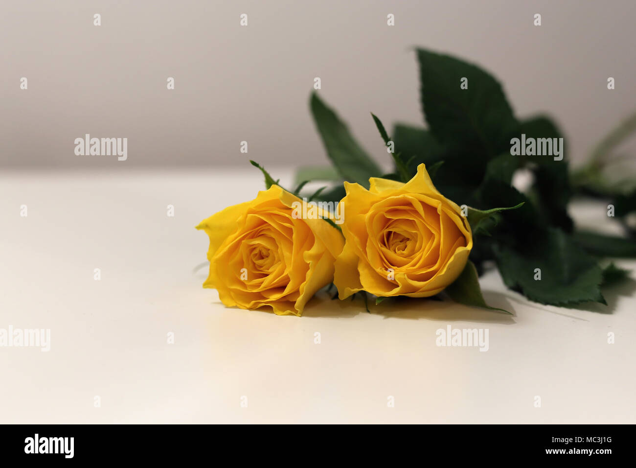 Two bright yellow flowers on a white table. Beautiful and fragile flowers, perfect for spring or Easter! Stock Photo