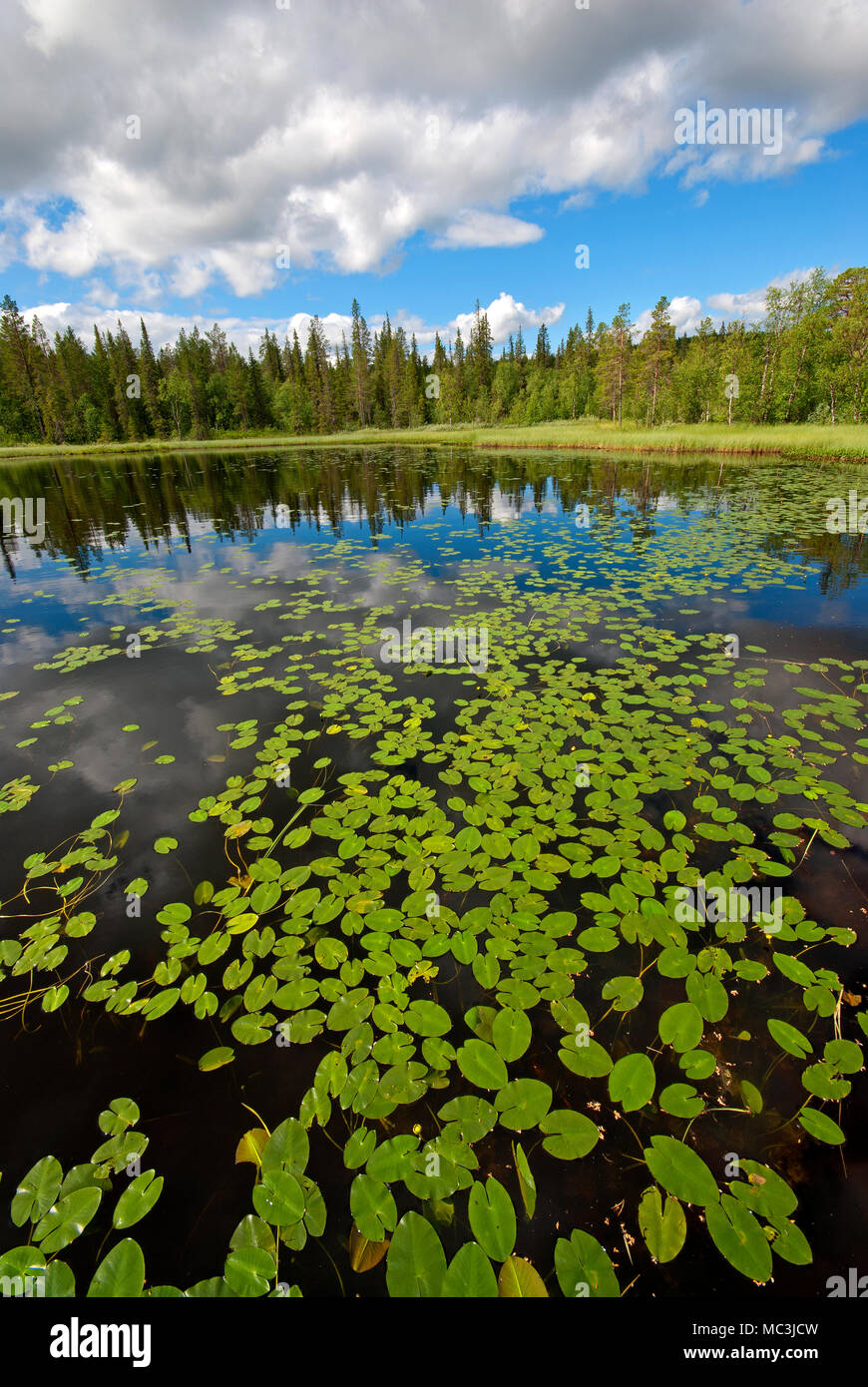 Small lake with water lily leaves (Nymphaea), Swedish Lapland near Gallivare, Norrbotten County, Sweden Stock Photo