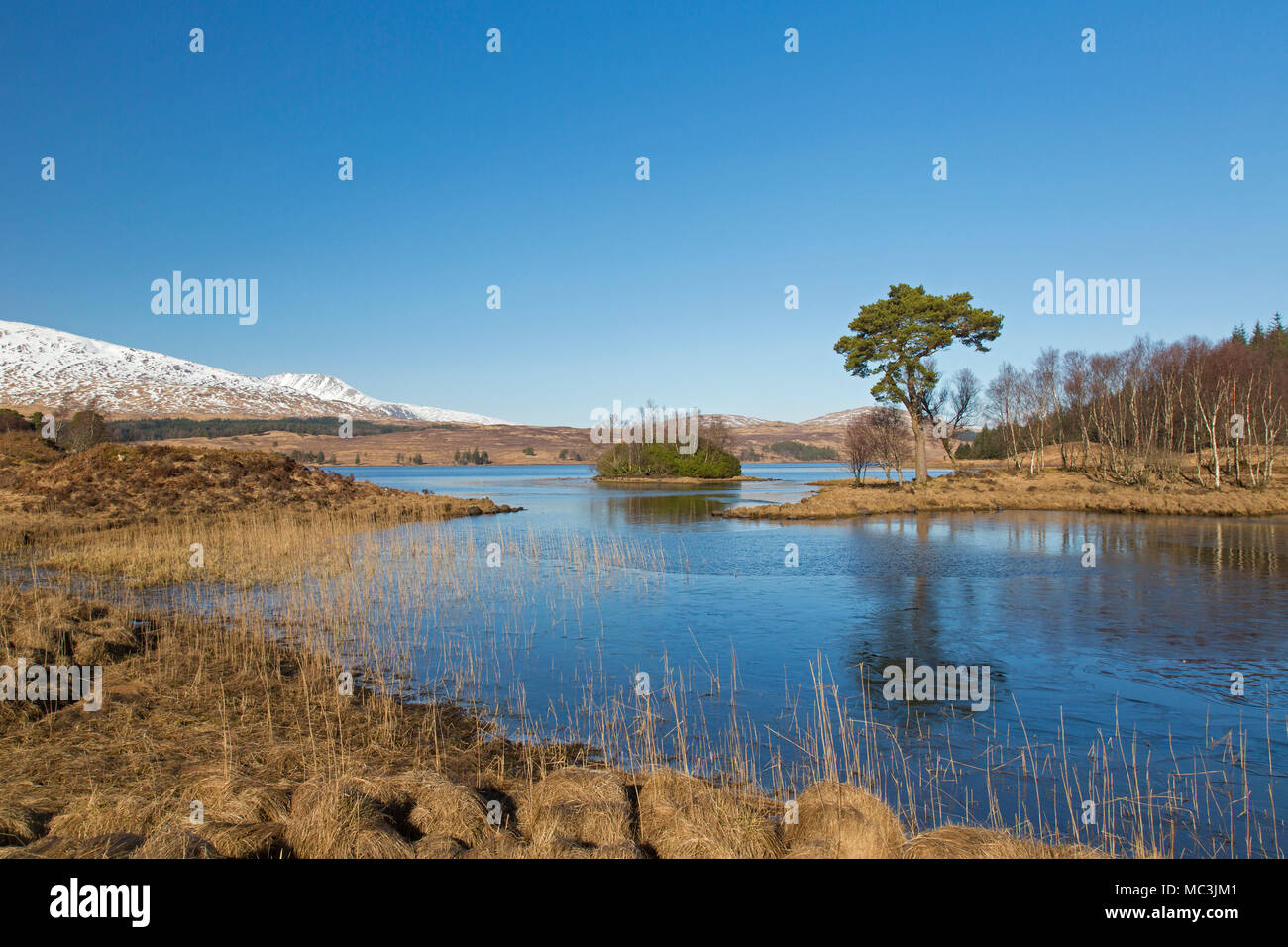 Scots pine (Pinus sylvestris) along Loch Tulla in the Scottish Highlands in winter, Argyll and Bute, Scotland, UK Stock Photo