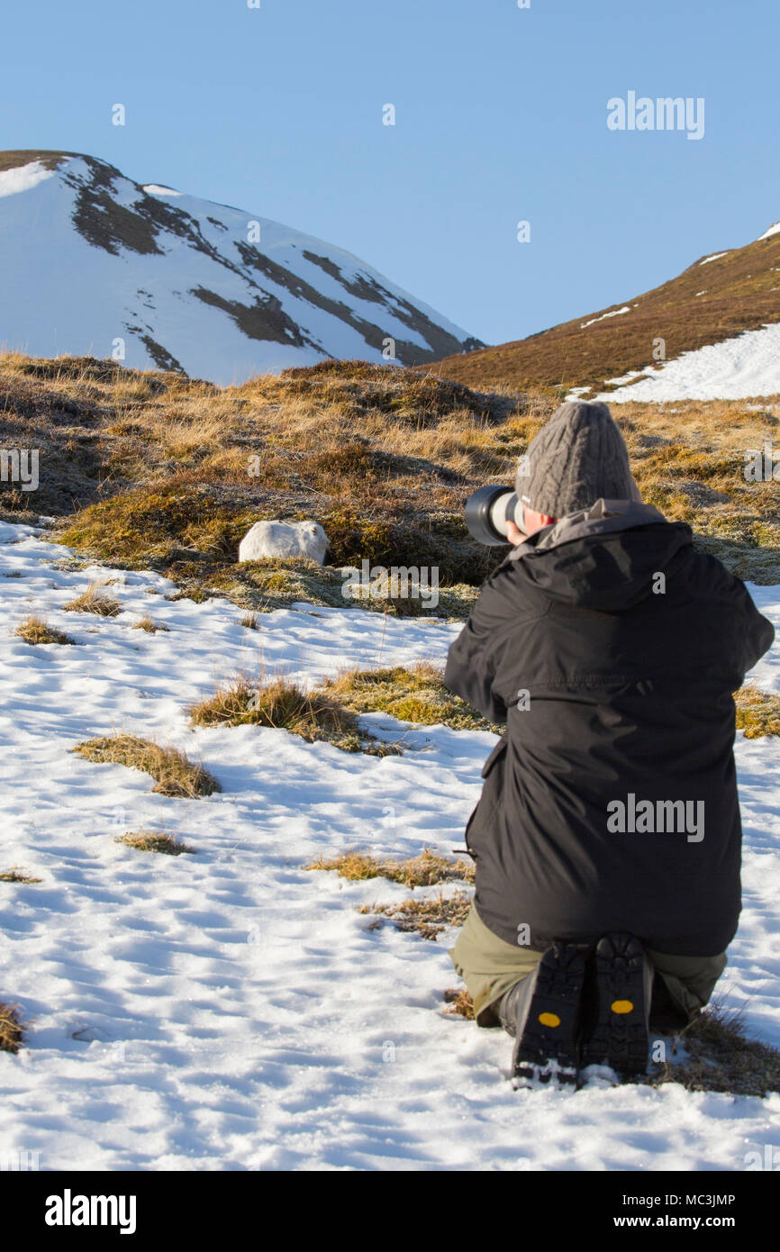 Wildlife photographer approaching mountain hare / snow hare (Lepus timidus) in white winter pelage in the Scottish Highlands, Scotland, UK Stock Photo
