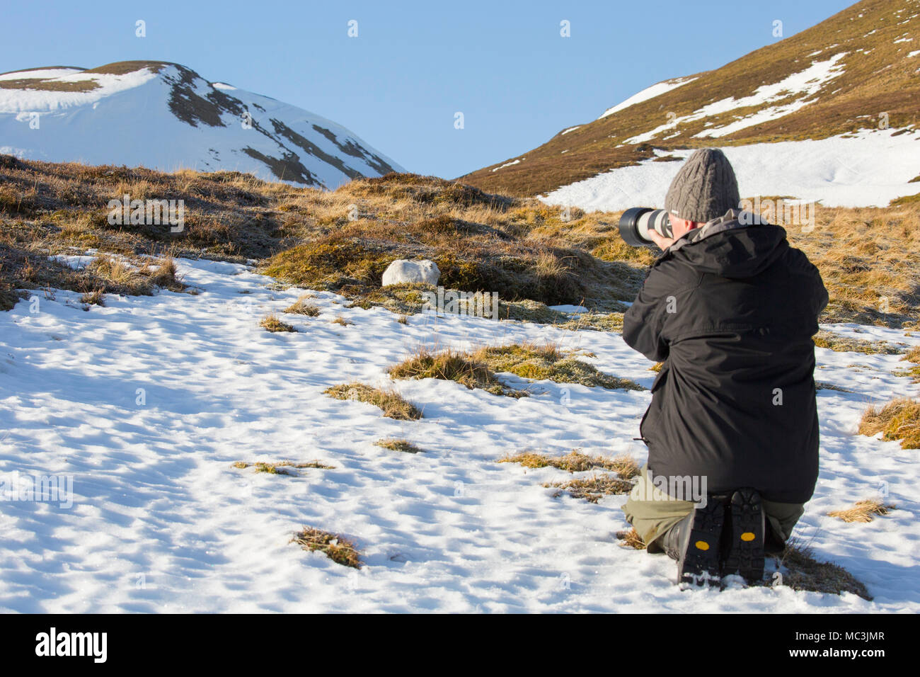 Wildlife photographer approaching mountain hare / snow hare (Lepus timidus) in white winter pelage in the Scottish Highlands, Scotland, UK Stock Photo