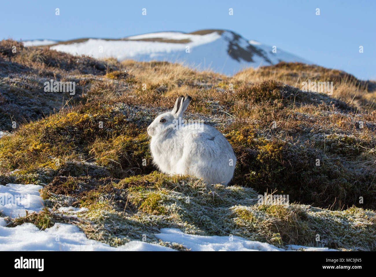 Mountain hare / Alpine hare / snow hare (Lepus timidus) in white winter